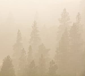 Evergreen trees engulfed in wildfire smoke